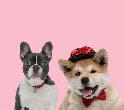 粉色背景上的法国斗牛犬和秋田犬