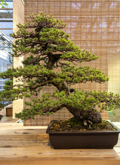 盆景松果体Parviflora