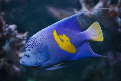 黄带神仙鱼(Pomacanthus maculosus)