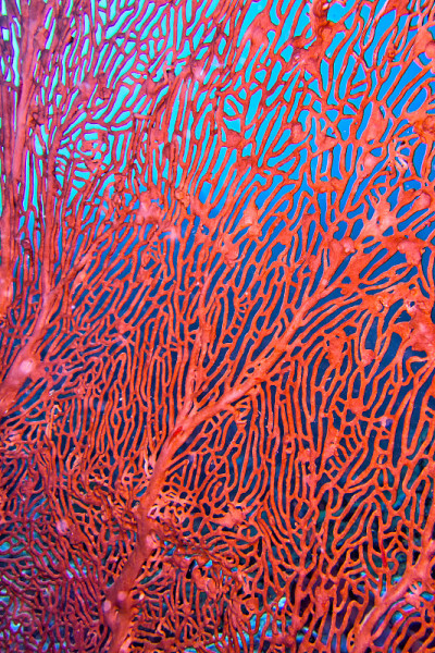海扇，柳珊瑚，Lembeh，北苏拉威西，印度尼西亚