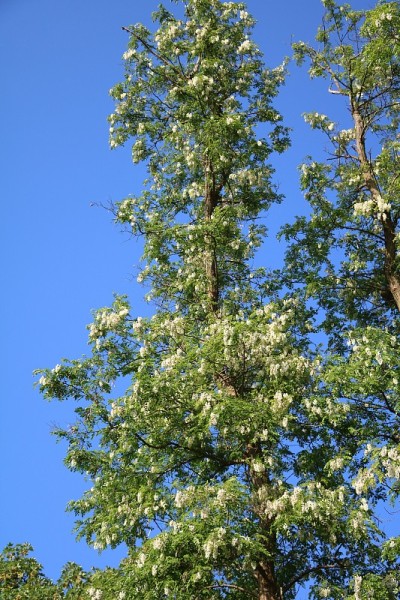 德国宾茨(Binz)刺槐树(Robinia pseudoacacia tree)春天开花