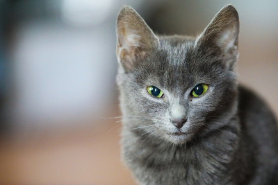 淡蓝色的猫。