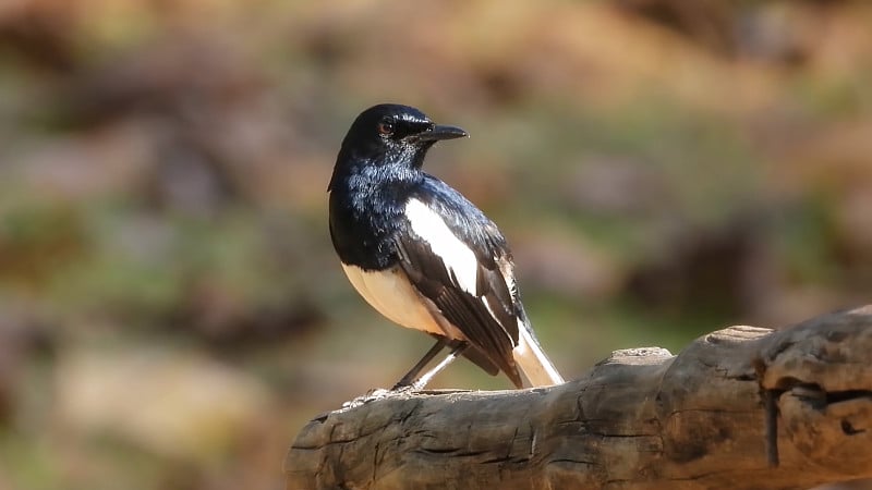 东方喜鹊(Copsychus saularis)