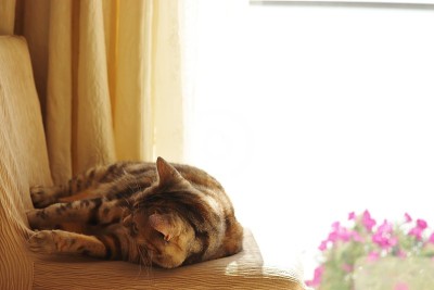 一只可爱的猫在阳光下玩耍。