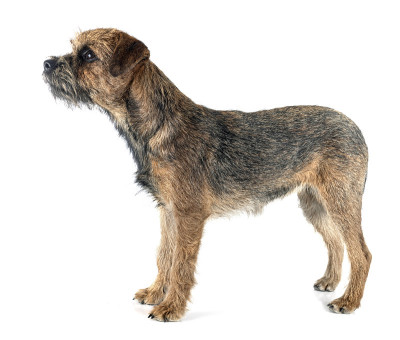 博德猎狐犬