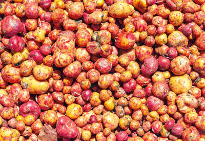 Melloco, Andes Tuber，基多，厄瓜多尔