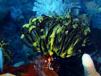海百合