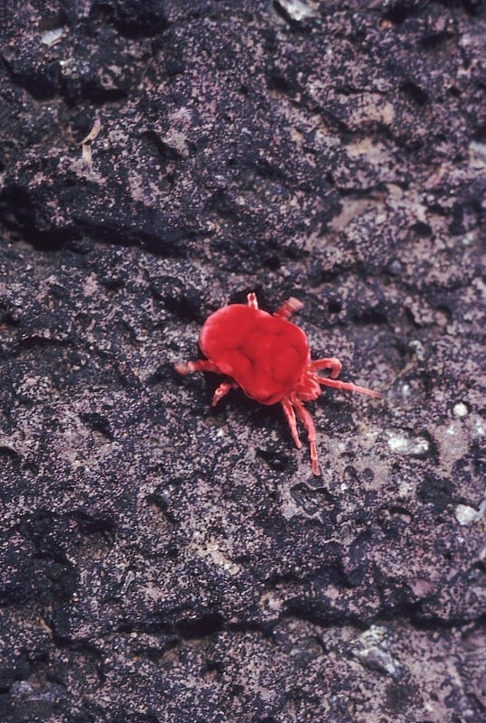 Red Velvet mite. An arthropod which spends the maj