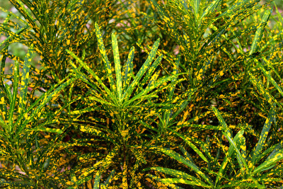 痛风植物或危地马拉大黄(麻疯树)