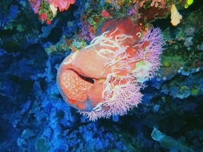 海海绵