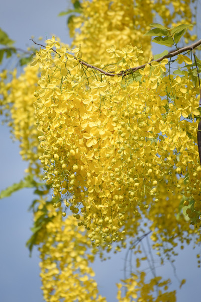 印度金链花黄花树