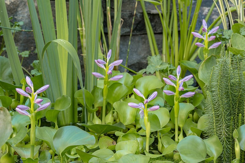 水葫芦开花