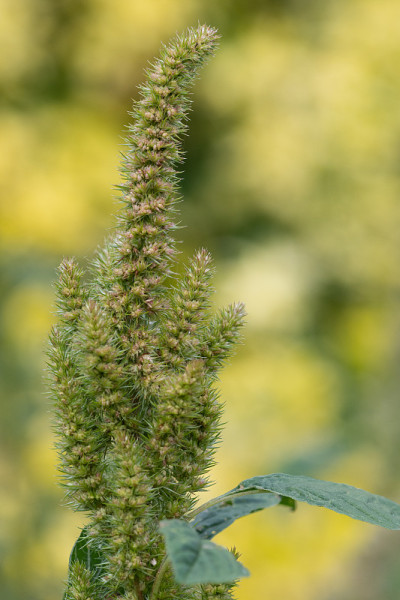 小米的植物