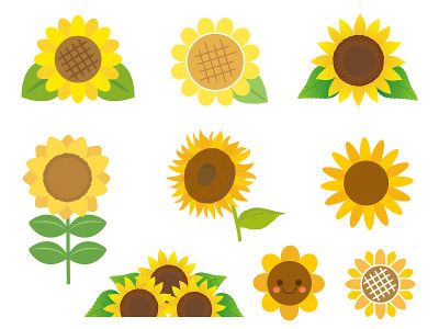 Sunflower set1