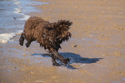 深棕色年轻湿润的拉布拉多犬在海滩上奔跑