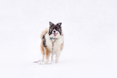 暴风雪中的狗