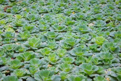 水生植物