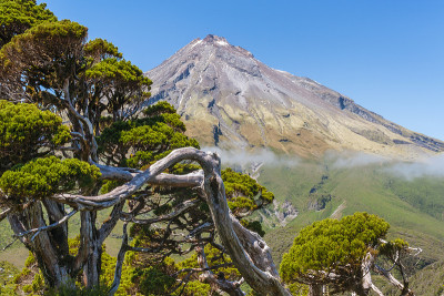 生长在埃格蒙特国家公园的多节松树，背景是塔拉纳基山