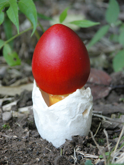 Amanita caesarea