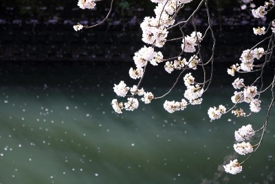 樱花和日本横滨大冈河水面