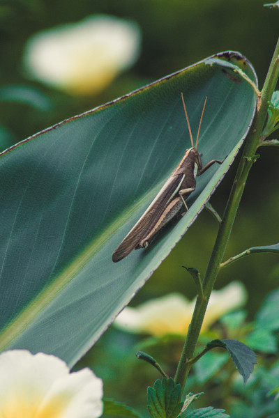 Caelifera