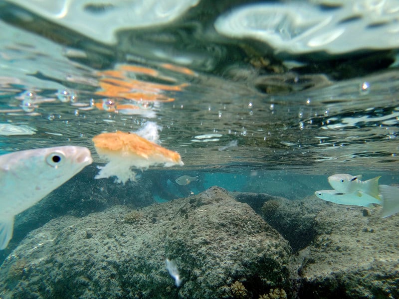 波拉波拉岛，马蒂拉海滩岩石周围的鱼类和海洋生物