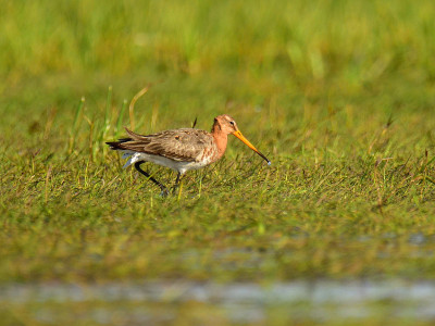 春季，罕见的黑尾塍鹬(Limosa Limosa)在草地上狩猎