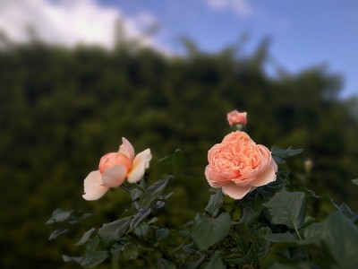 橘色花