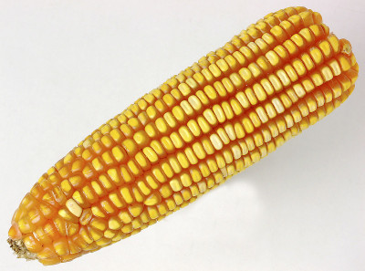 玉米，玉米棒
