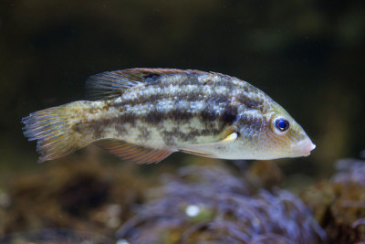 冠翅濑鱼(Symphodus melops)。