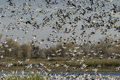 雪鹅(Anser caerulescens)，由白色的变种和黑色的变种(蓝鹅)组成，是一种北美鹅，位