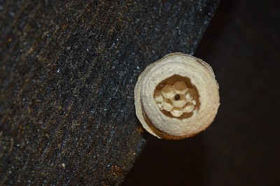 黄蜂筑巢
