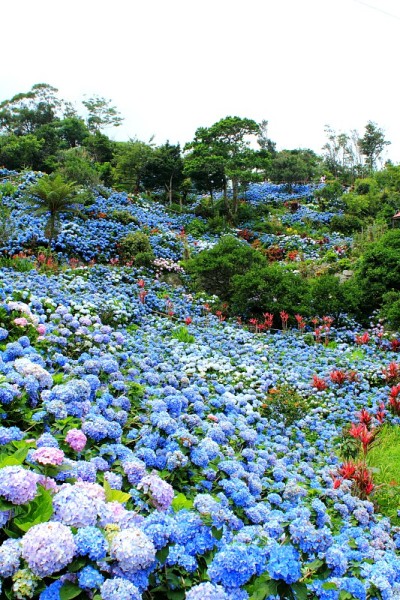 绣球花