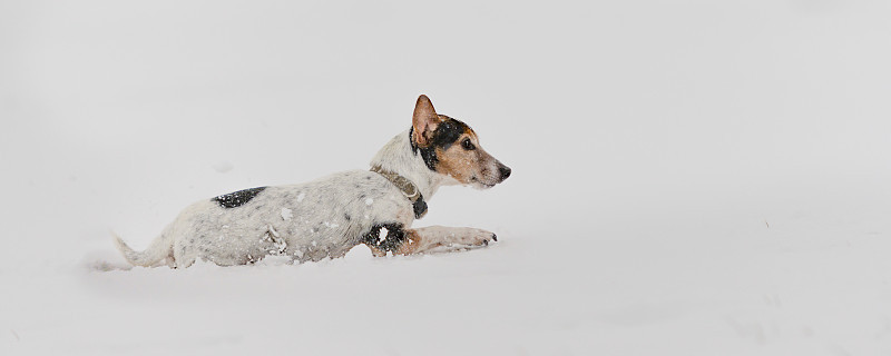 雪地里的杰克罗素梗犬。有趣的狗在白色背景前奔跑