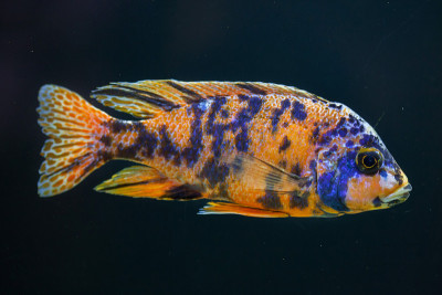 橙斑孔雀(Aulonocara sp.)。