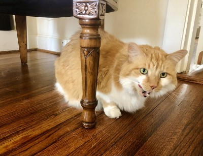 猫露出兴奋的表情