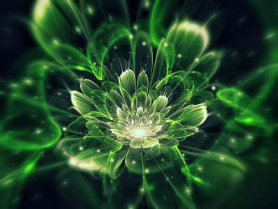 花的花瓣