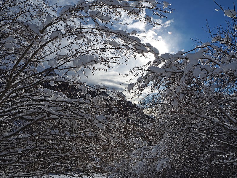 下雪后，树上覆盖着雪花