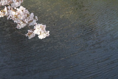 樱花和日本横滨大冈河水面