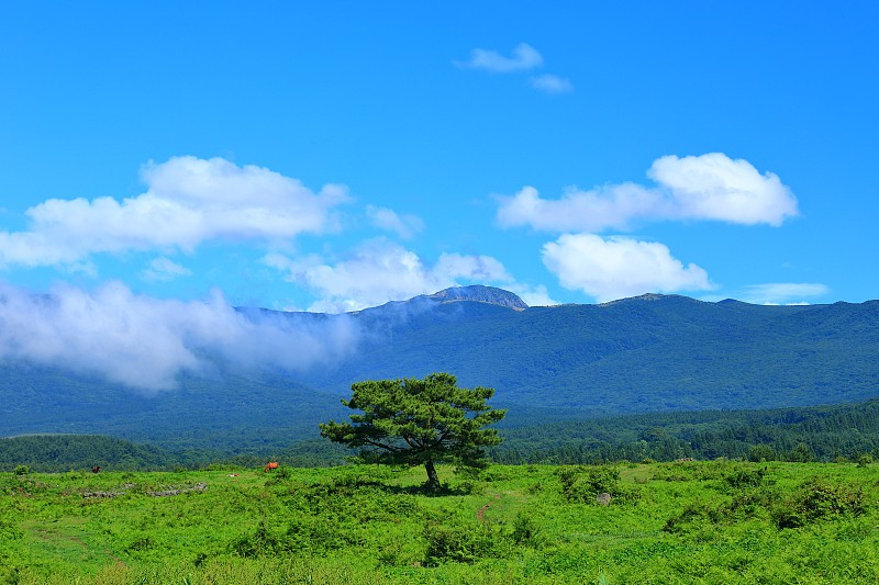 马场、马场、牧场、鸟草、汉拿山、草甸、田野、夜景、