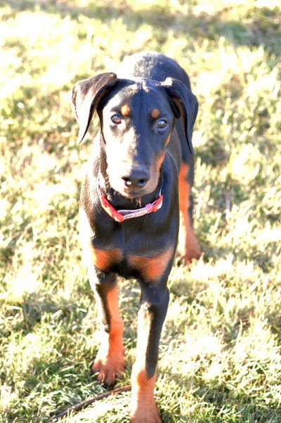 杜宾犬小狗