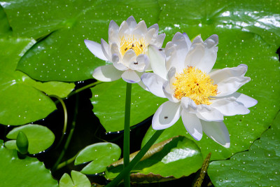 花的背景