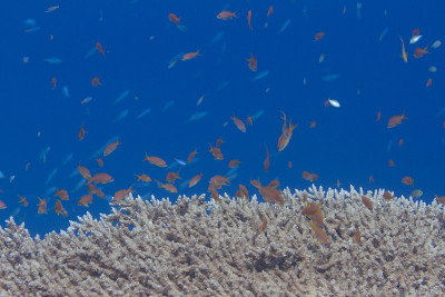 Lyretail Anthias Over Table Coral