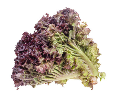 剪下一捆新鲜的萝萝红叶莴苣