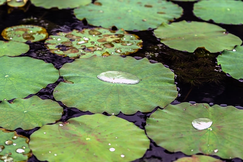 荷花在池塘里的绿叶上落下雨滴