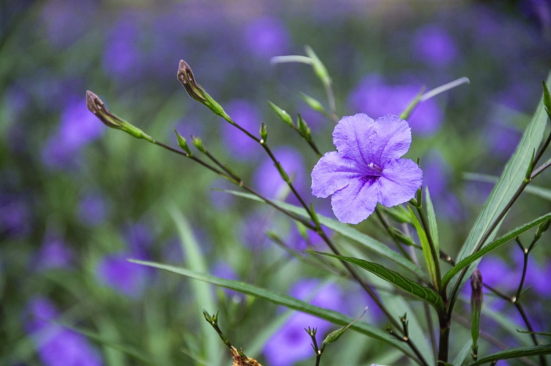 这朵盛开的红百合花特写