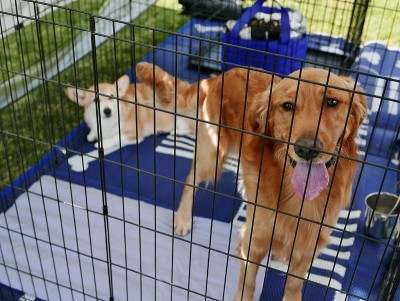 板条箱里的金毛寻回犬，等待收养