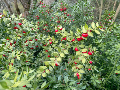 在常青的屠夫的金雀花灌木(Ruscus aculeatus '雌雄同体')上繁茂的冬季绿色叶子和红色
