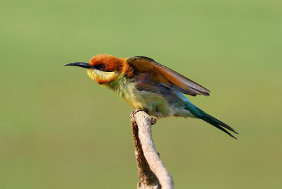 栗冠食蜂