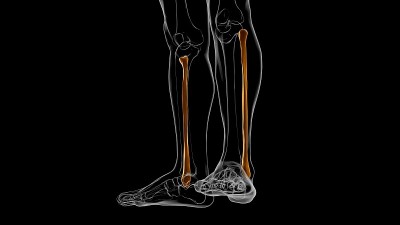 人体骨骼解剖腓骨骨3D渲染